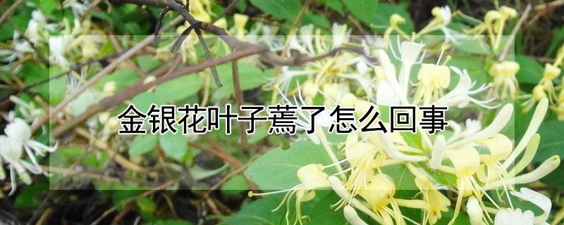 金银花叶子蔫了怎么回事 金银花叶子蔫了怎么回事啊