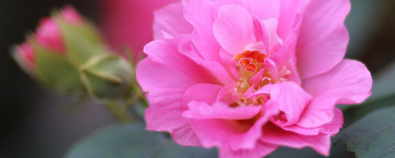 芙蓉花是怎么变色的 芙蓉花是怎么变色的图片