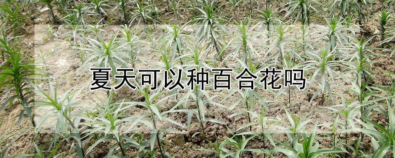 夏天可以种百合花吗（夏天可以种百合花吗北方）