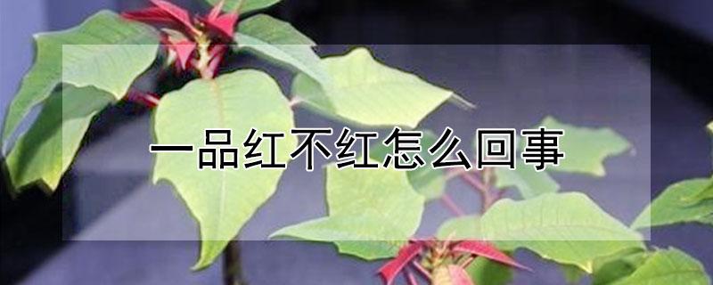 一品红不红怎么回事 一品红为什么不开花