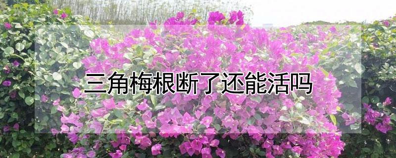 三角梅根断了还能活吗（三角梅根断了还能活吗）