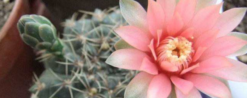 绯花玉花期 绯花玉花期怎么浇水