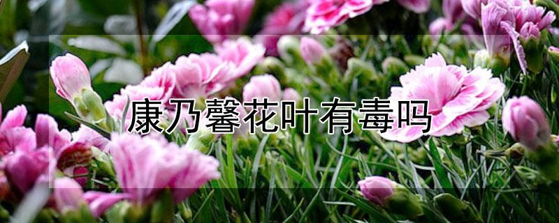 康乃馨花叶有毒吗（康乃馨花叶是什么样的）