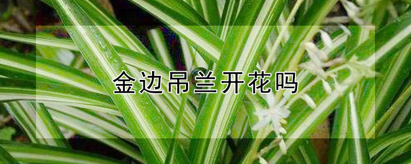 金边吊兰开花吗 金边吊兰开花吗图片