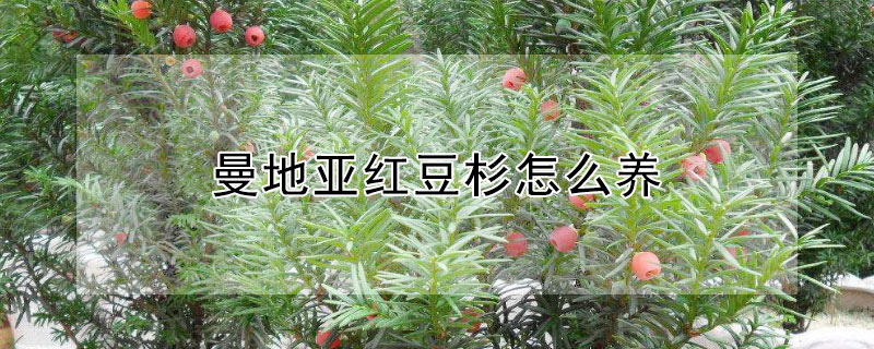 曼地亚红豆杉怎么养 曼地亚红豆杉怎么养成独杆