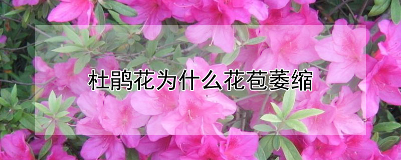 杜鹃花为什么花苞萎缩（杜鹃花的花苞为什么长长就干吧死了）