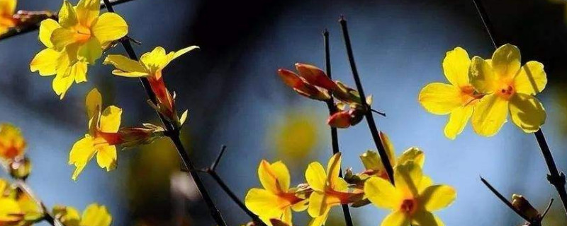 迎春花一天晒太阳行吗（迎春花能暴晒吗）