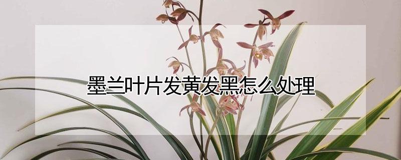 墨兰叶片发黄发黑怎么处理（墨兰叶片发黄发黑怎么处理视频）