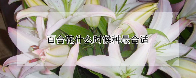百合花什么时候种最合适 百合花什么时候种好
