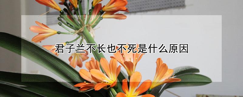 君子兰不长也不死是什么原因 我家的君子兰总是不长怎么办?
