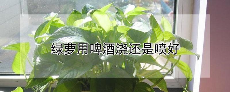 绿萝用啤酒浇还是喷好 绿萝是用啤酒浇水还是喷叶子