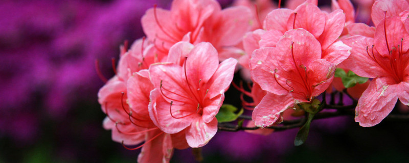 杜鹃花的花期（杜鹃花的花期是什么时候）