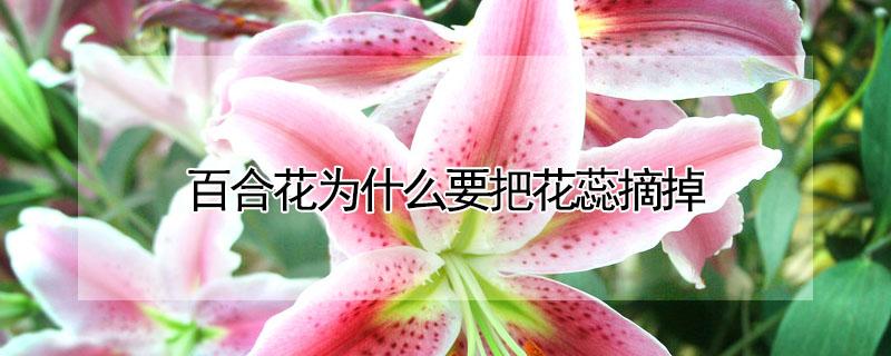 百合花为什么要把花蕊摘掉 百合花为什么要把花蕊摘掉再种