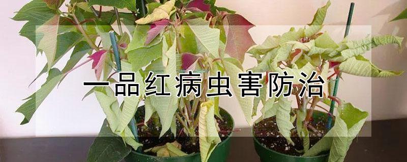 一品红病虫害防治（一品红的病害防治）