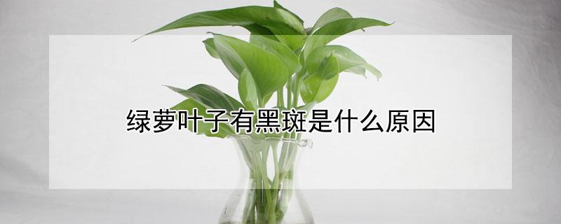 绿萝叶子有黑斑是什么原因（绿萝叶子有黑斑是什么原因怎么办图片）