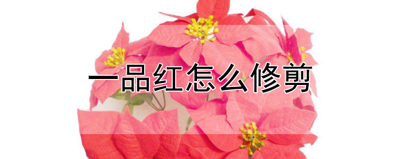 一品红怎么修剪 一品红怎么修剪什么时候修剪