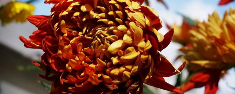 菊花可以剪下来水养吗 菊花可以剪枝盆栽吗?