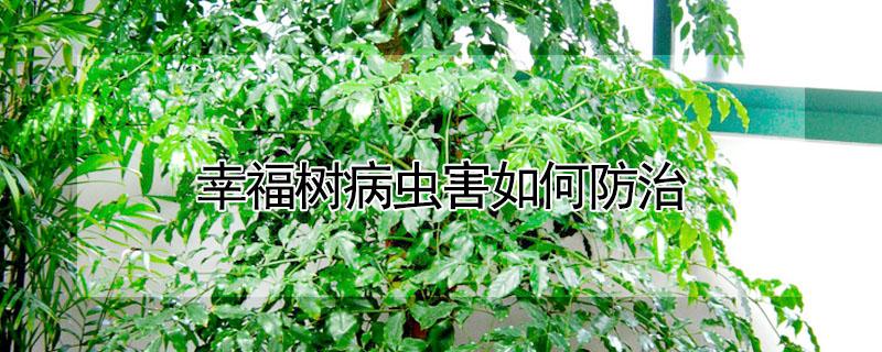 幸福树病虫害如何防治（幸福树病虫害用什么药水）