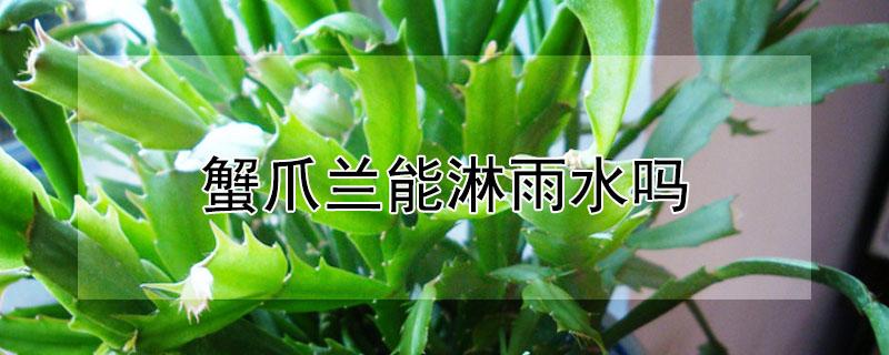蟹爪兰能淋雨水吗（蟹爪兰能淋雨水吗有毒吗）