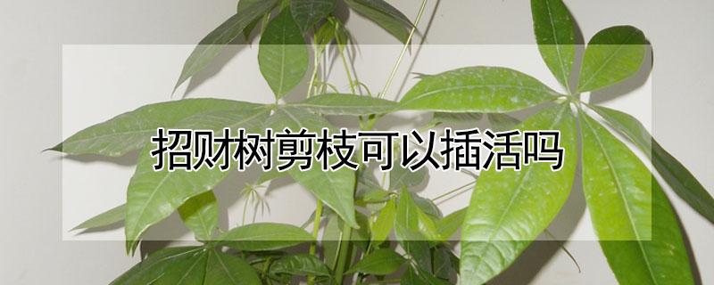 招财树剪枝可以插活吗（招财树剪枝可以插活吗视频）