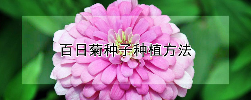 百日菊种子种植方法 百日菊种子种植方法图解