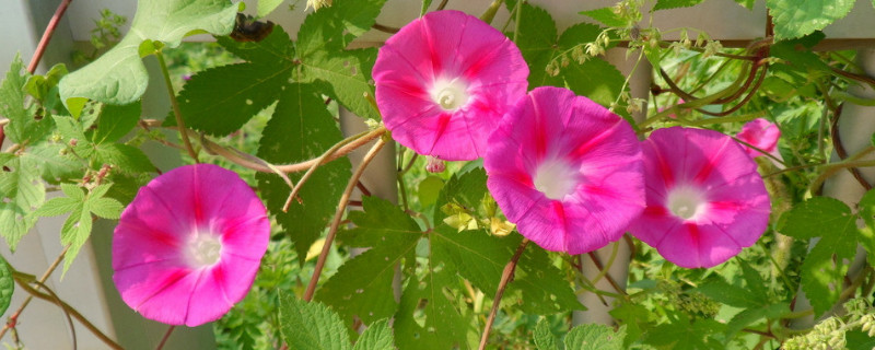 牵牛花的根系发达吗（牵牛花是根生吗）