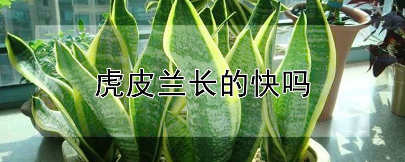 虎皮兰长的快吗 虎皮兰长的快吗怎么养