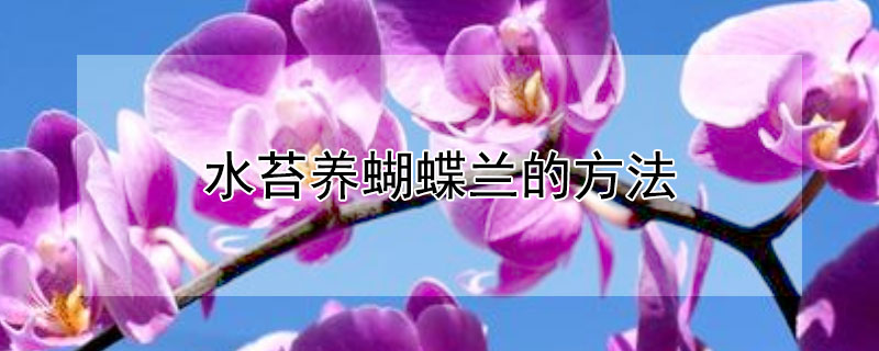 水苔养蝴蝶兰的方法 水苔养蝴蝶兰的方法图解