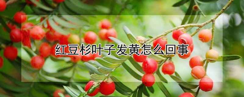 红豆杉叶子发黄怎么回事 红豆杉叶子发黄怎么回事儿