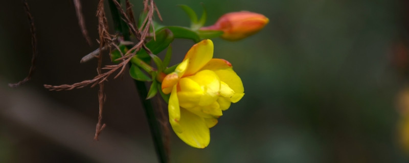 迎春花秋季需要控水吗（迎春花秋季需要控水吗为什么）