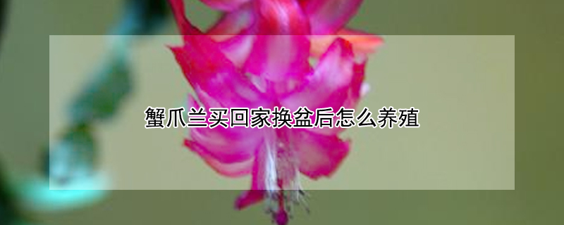 蟹爪兰买回家换盆后怎么养殖（蟹爪兰买回家换盆后怎么养殖好）