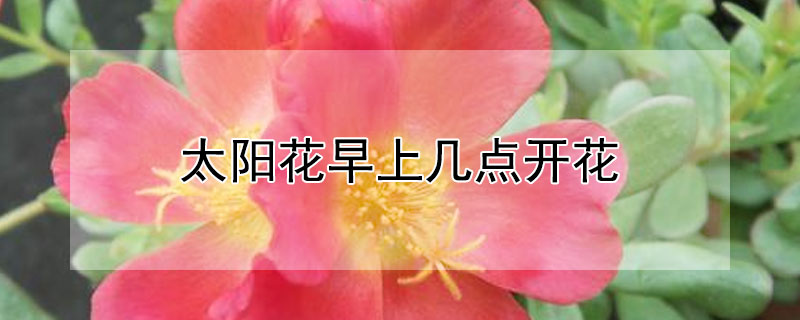 太阳花早上几点开花（太阳花早上几点开花几点闭合）