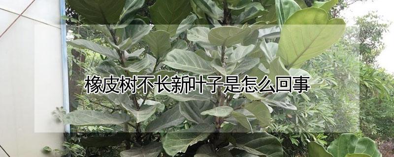 橡皮树不长新叶子是怎么回事 橡皮树不长新叶子是怎么回事呢