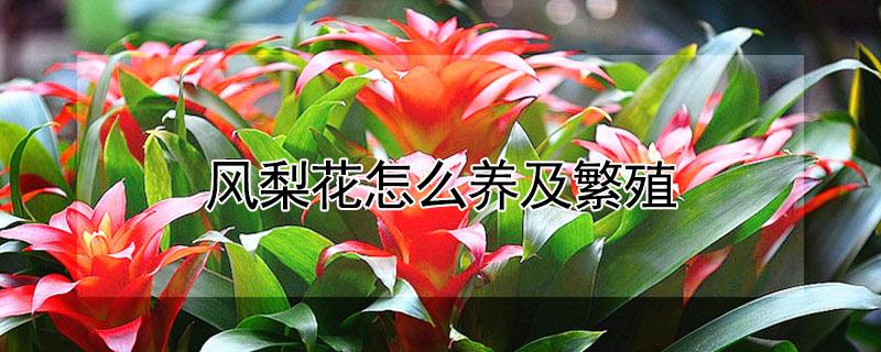 风梨花怎么养及繁殖 风梨花怎么养及繁殖视频