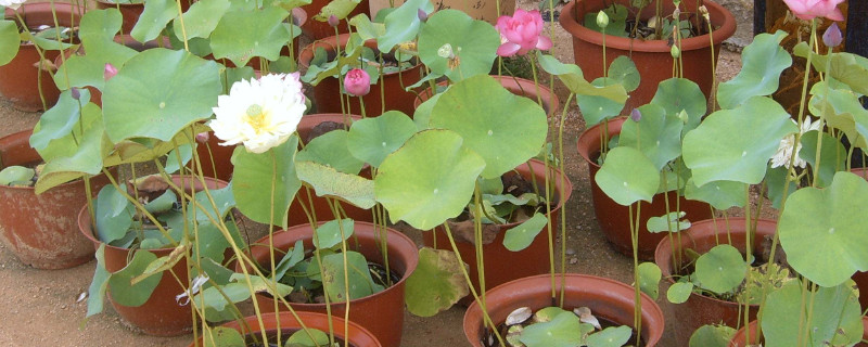 盆荷花种植方法（盆栽荷花的养殖方法和注意事项）