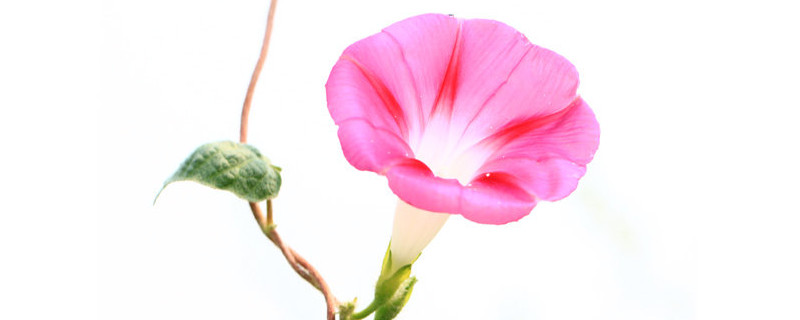 牵牛花怎么养家庭养法（牵牛花怎么养才能更旺盛）