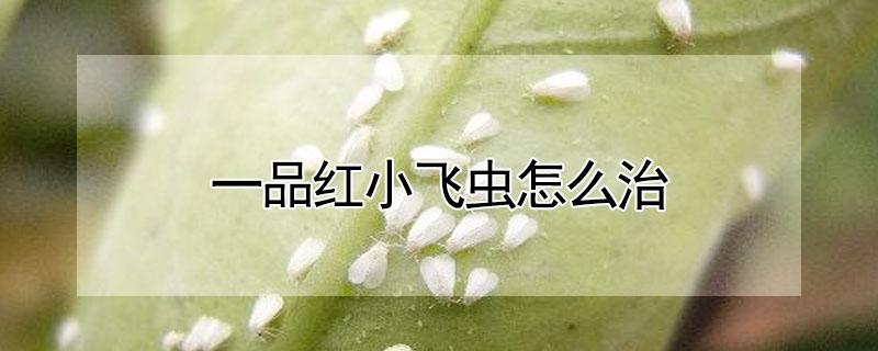 一品红小飞虫怎么治 一品红有虫子用什么药