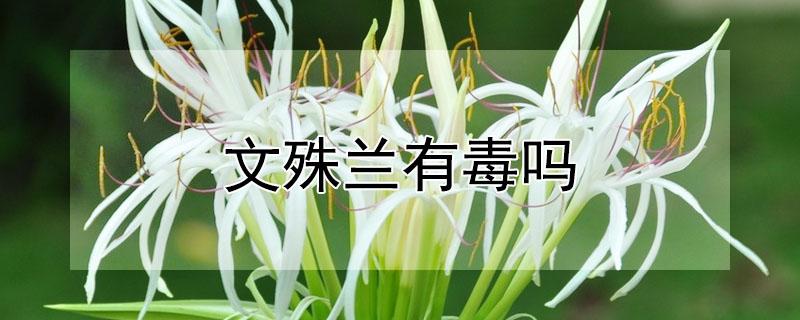 文殊兰有毒吗 文殊兰有毒吗吸甲醛吗