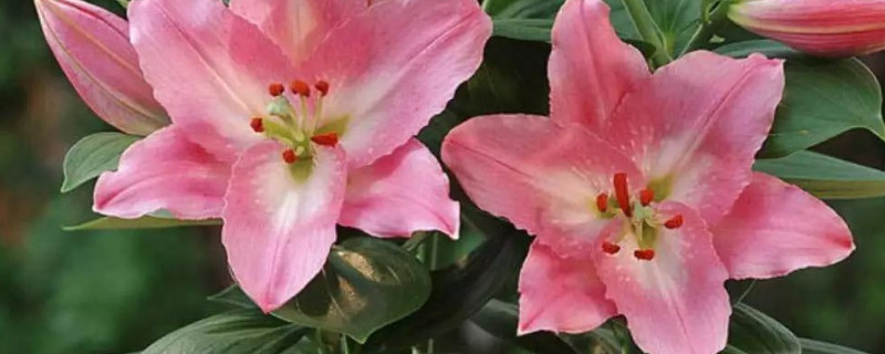 百合花有几种颜色（百合花有几种颜色,叫什么名字）