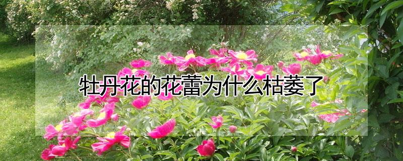牡丹花的花蕾为什么枯萎了（牡丹花的花蕾为什么枯萎了还能活）