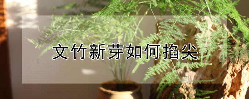 文竹新芽如何掐尖（文竹新芽如何掐尖视频教程）