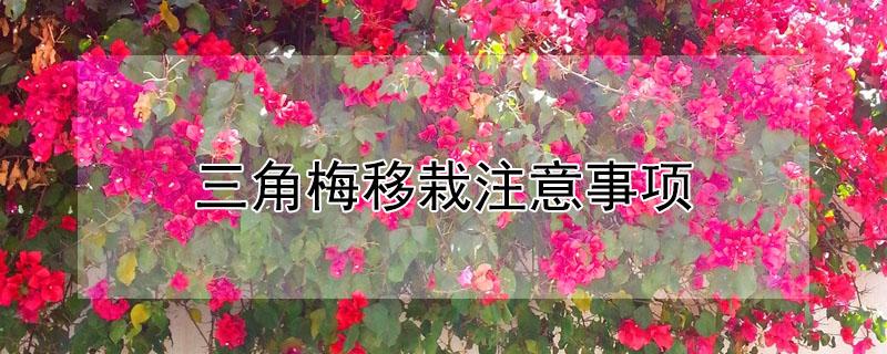 三角梅移栽注意事项（三角梅移栽的注意事项）