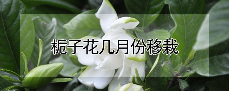 栀子花几月份移栽（栀子花几月栽最好）