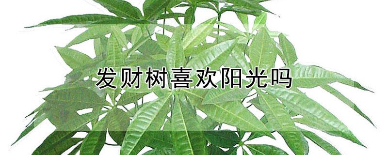 发财树喜欢阳光吗（发财树喜欢阳光吗还是阴暗）
