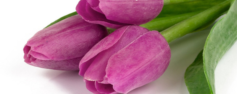 郁金香发芽后怎么办（郁金香发芽后的养护）