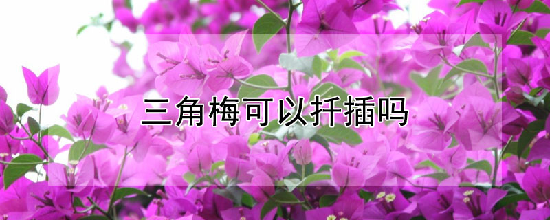三角梅可以扦插吗（三角梅几月份扦插最好）