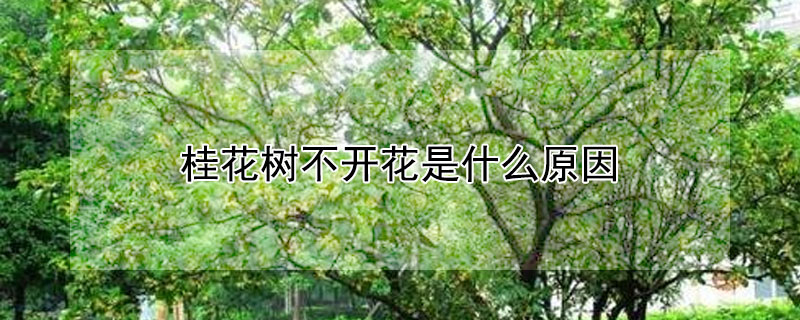 桂花树不开花是什么原因（桂花树不开花是什么原因地栽）