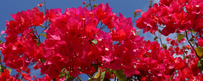三角梅是哪个城市的市花（三角梅是哪里的国花）