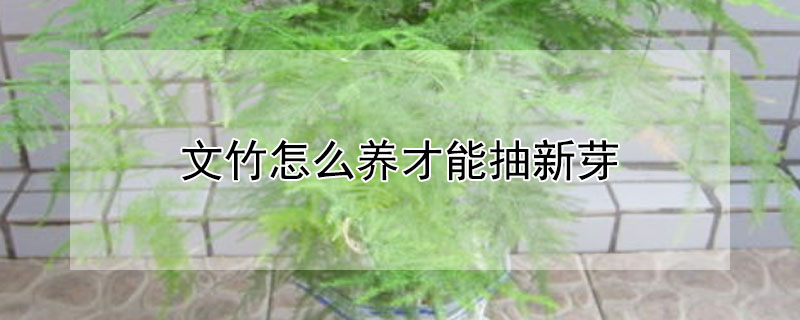 文竹怎么养才能抽新芽（文竹怎么养才能抽新芽,四种解决方法让你的文竹疯长）