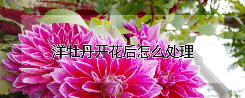 洋牡丹开花后怎么处理（洋牡丹开花后怎么处理好看）